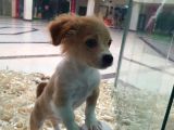 Terrier Ve Jack Russel Melezi