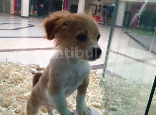 Terrier Ve Jack Russel Melezi görsel