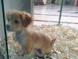 Terrier Ve Jack Russel Melezi