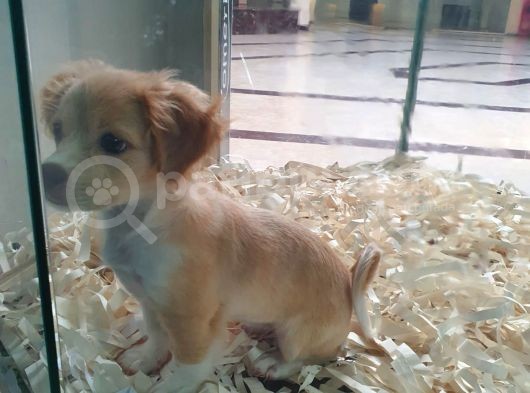 Terrier Ve Jack Russel Melezi görsel