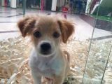 Terrier Ve Jack Russel Melezi