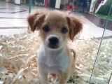 Terrier Ve Jack Russel Melezi
