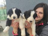 Border Collie Yavrular (Bursa Köpek Okulu)