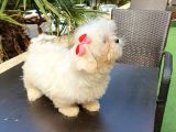 Kore Maltese Yavrumuz