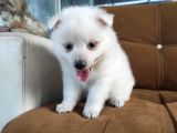 Pomeranian Spitz Yavrularımız