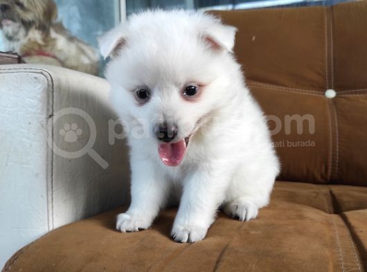 Pomeranian Spitz Yavrularımız görsel