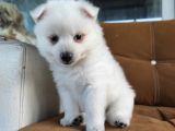Pomeranian Spitz Yavrularımız