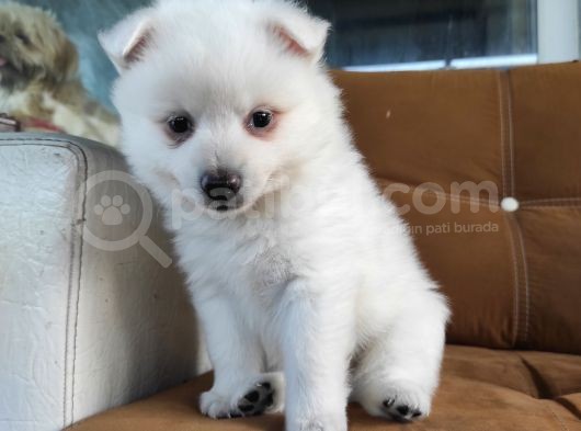 Pomeranian Spitz Yavrularımız görsel
