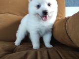 Pomeranian Spitz Yavrularımız