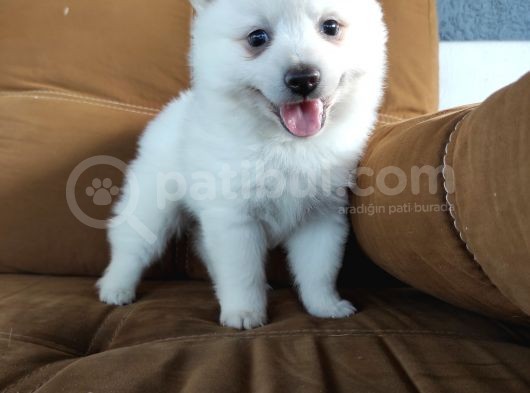 Pomeranian Spitz Yavrularımız