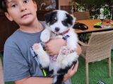 Border Collie Yavrular (Bursa Köpek Okulu)