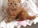 Safkan Bri̇ti̇sh Shorthai̇r Golden Yavrular