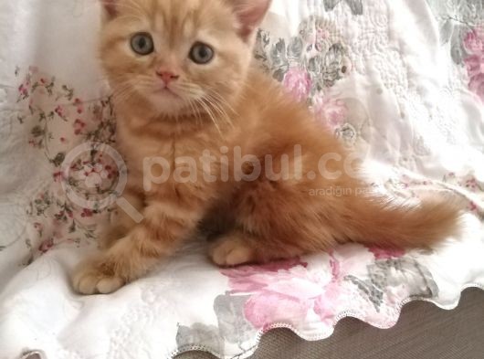 Safkan Bri̇ti̇sh Shorthai̇r Golden Yavrular görsel