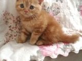 Safkan Bri̇ti̇sh Shorthai̇r Golden Yavrular
