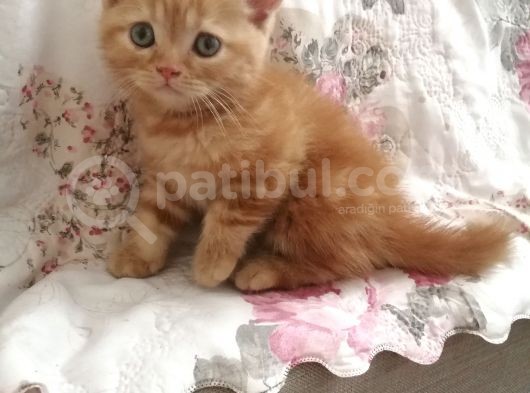 Safkan Bri̇ti̇sh Shorthai̇r Golden Yavrular görsel