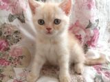Safkan Bri̇ti̇sh Shorthai̇r Golden Yavrular