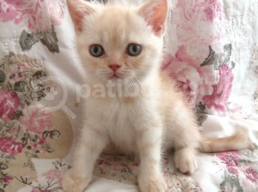 Safkan Bri̇ti̇sh Shorthai̇r Golden Yavrular görsel
