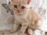 Safkan Bri̇ti̇sh Shorthai̇r Golden Yavrular