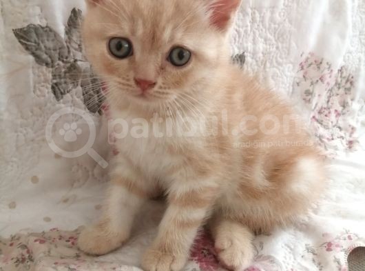 Safkan Bri̇ti̇sh Shorthai̇r Golden Yavrular görsel