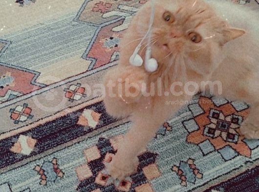 Bal Oğlumuza Yuva Ariyoruz
