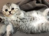 Safkan Scotti̇sh Bri̇ti̇sh Bebekler