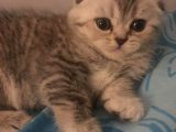 Safkan Scotti̇sh Bri̇ti̇sh Bebekler