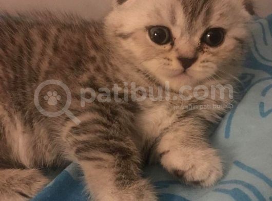 Safkan Scotti̇sh Bri̇ti̇sh Bebekler