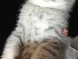 Safkan Scotti̇sh Bri̇ti̇sh Bebekler