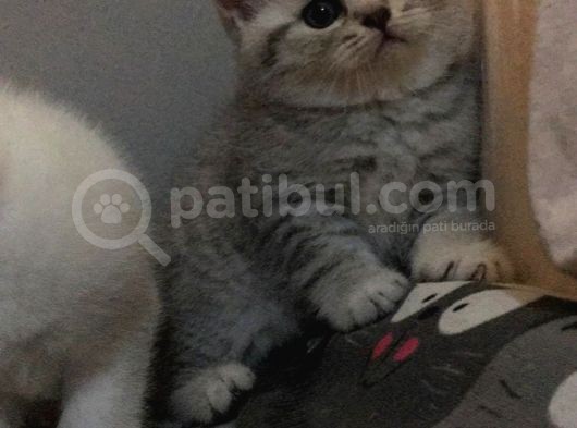 Safkan Scotti̇sh Bri̇ti̇sh Bebekler görsel