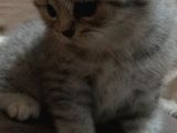 Safkan Scotti̇sh Bri̇ti̇sh Bebekler