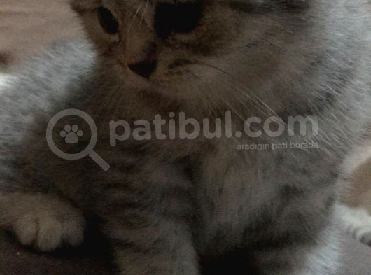 Safkan Scotti̇sh Bri̇ti̇sh Bebekler görsel