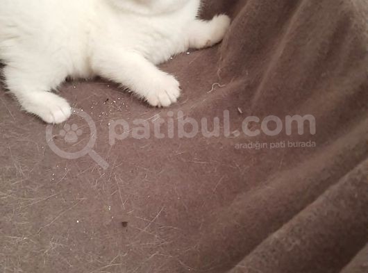 Safkan Scotti̇sh Bri̇ti̇sh Bebekler görsel
