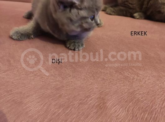 55 Günlük görsel