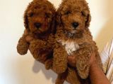 Yavru Toy Poodle