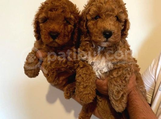 Yavru Toy Poodle