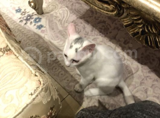 5 Aylık Iki Erkek Van Kedisi görsel