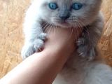Scottish Fold & Scottis Straight & British Shorthair Yavrularımız Sizi Bekliyor.