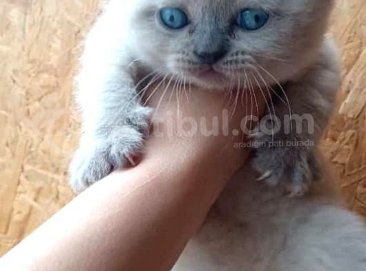 Scottish Fold & Scottis Straight & British Shorthair Yavrularımız Sizi Bekliyor. görsel