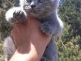 Scottish Fold & Scottis Straight & British Shorthair Yavrularımız Sizi Bekliyor.