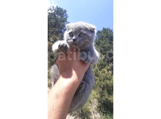 Scottish Fold & Scottis Straight & British Shorthair Yavrularımız Sizi Bekliyor.