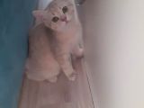 Scottish Fold & Scottis Straight & British Shorthair Yavrularımız Sizi Bekliyor.