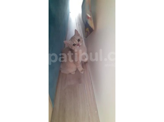 Scottish Fold & Scottis Straight & British Shorthair Yavrularımız Sizi Bekliyor. görsel