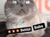 Scottish Fold & Scottis Straight & British Shorthair Yavrularımız Sizi Bekliyor.