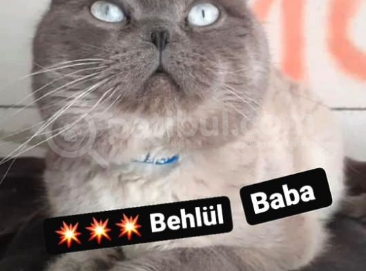 Scottish Fold & Scottis Straight & British Shorthair Yavrularımız Sizi Bekliyor. görsel