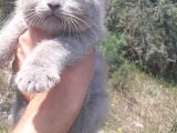 Scottish Fold & Scottis Straight & British Shorthair Yavrularımız Sizi Bekliyor.