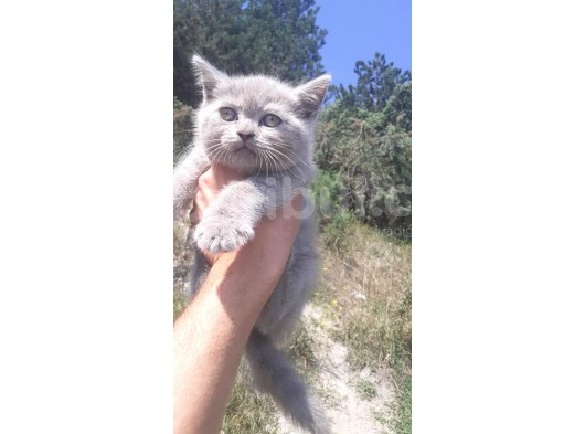 Scottish Fold & Scottis Straight & British Shorthair Yavrularımız Sizi Bekliyor. görsel