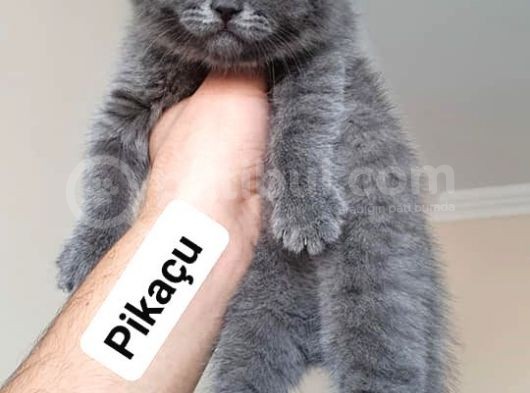 Scottish Fold & Scottis Straight & British Shorthair Yavrularımız Sizi Bekliyor. görsel