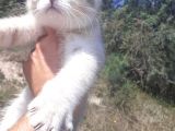 Scottish Fold & Scottis Straight & British Shorthair Yavrularımız Sizi Bekliyor.