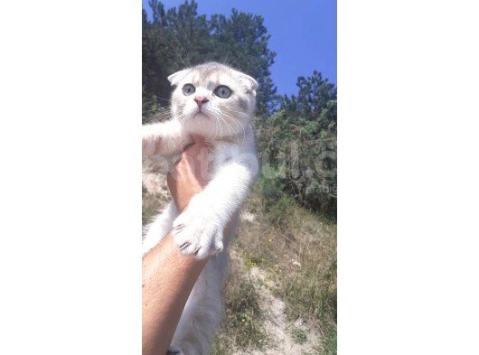 Scottish Fold & Scottis Straight & British Shorthair Yavrularımız Sizi Bekliyor. görsel