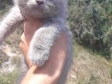Scottish Fold & Scottis Straight & British Shorthair Yavrularımız Sizi Bekliyor.